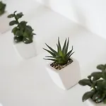 Croatica Podsolarsko * シベニク